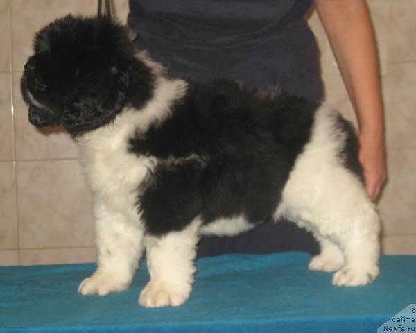 Фото: ньюфаундленд Луч Света с Берега Дона