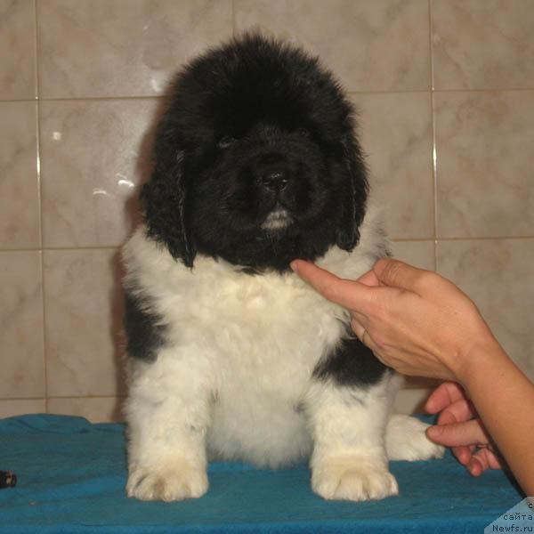 Фото: ньюфаундленд Луч Света с Берега Дона