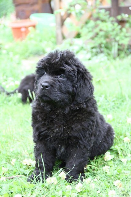 Фото: ньюфаундленд Профессор  из Медвежьего Яра