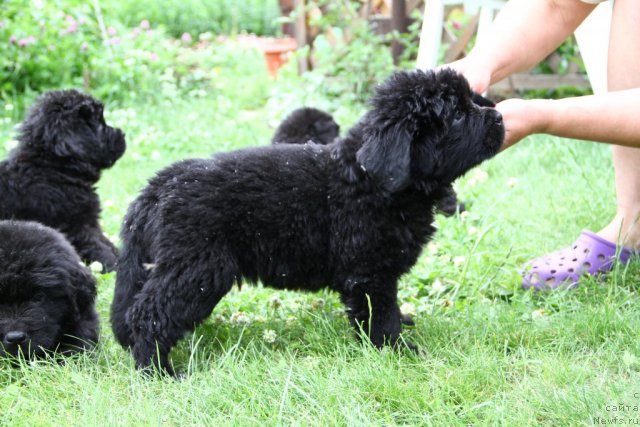 Фото: ньюфаундленд Профессор  из Медвежьего Яра