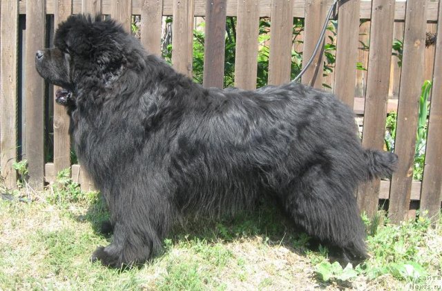 Фото: ньюфаундленд Южный Шарм из Медвежьего Яра (Yuzhny Sharm iz Medvejyego Yara)