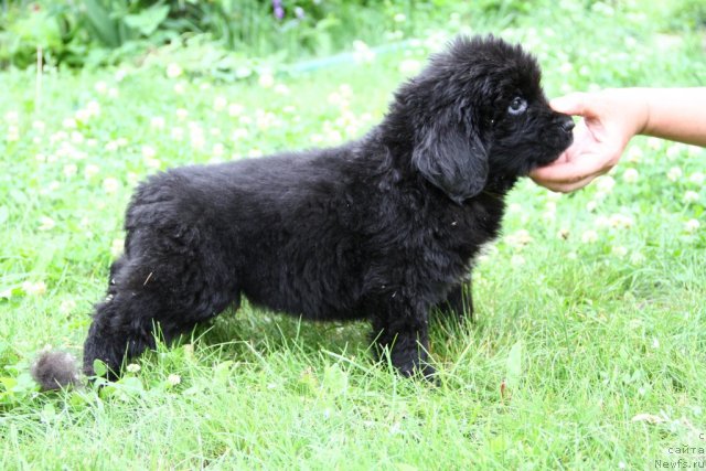 Фото: ньюфаундленд Патрисия  Каас  из Медвежьего Яра