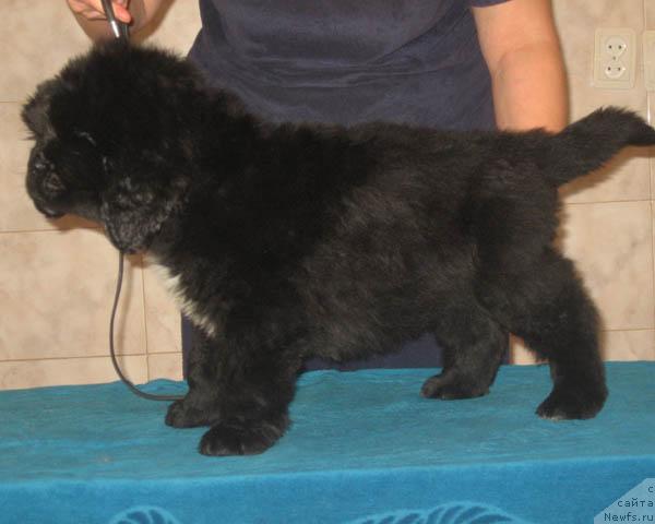 Фото: ньюфаундленд Ласковый Миша с Берега Дона