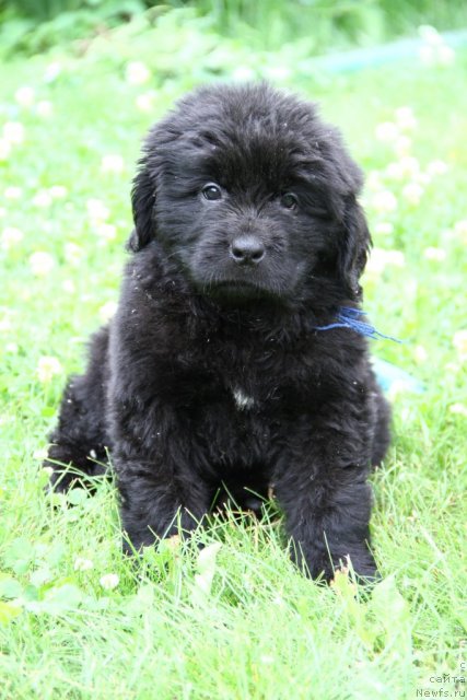 Фото: ньюфаундленд Патрисия  Каас  из Медвежьего Яра