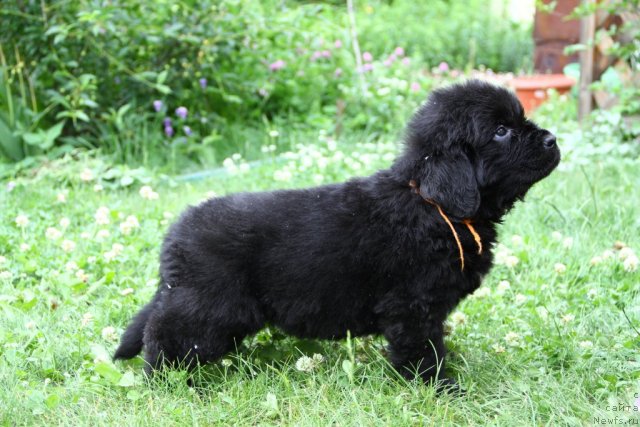 Фото: ньюфаундленд Персона Грата из Медвежьего  Яра