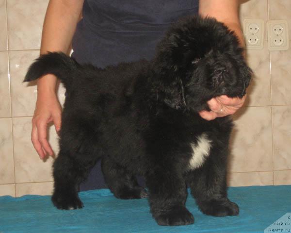 Фото: ньюфаундленд Ласковый Миша с Берега Дона