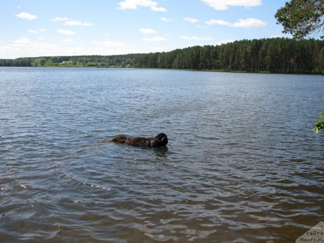 Фото: ньюфаундленд Иван Царевич из Тихого Омута (Ivan Tsarevich iz Tihogo Omuta)