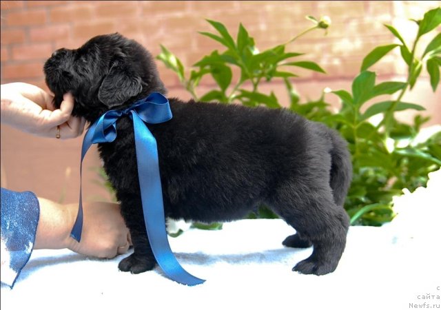 Фото: ньюфаундленд Сент Джонс Черчилль