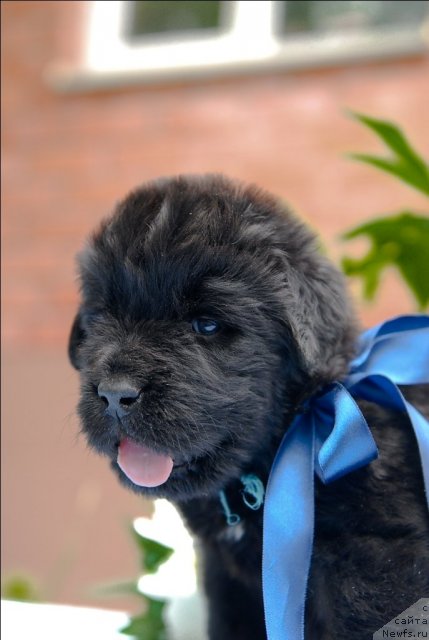 Фото: ньюфаундленд Сент Джонс Черчилль