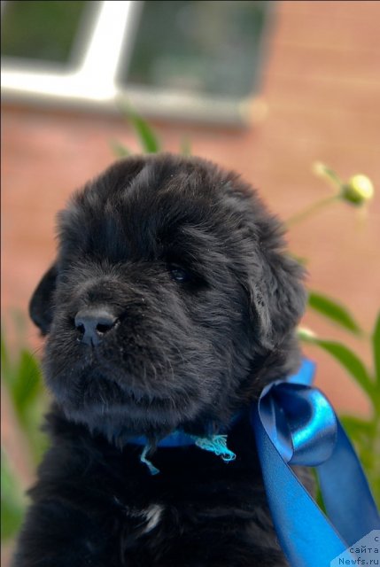 Фото: ньюфаундленд Сент Джонс Черчилль