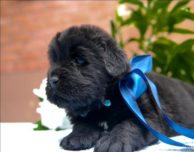 Фото: ньюфаундленд Сент Джонс Черчилль