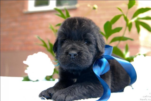 Фото: ньюфаундленд Сент Джонс Черчилль