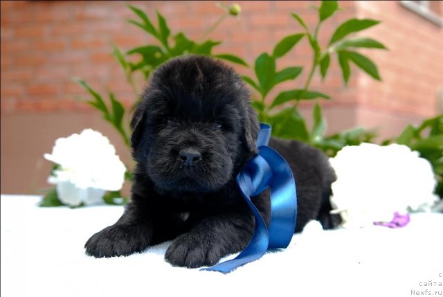 Фото: ньюфаундленд Сент Джонс Черчилль