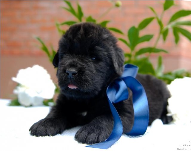 Фото: ньюфаундленд Сент Джонс Черчилль