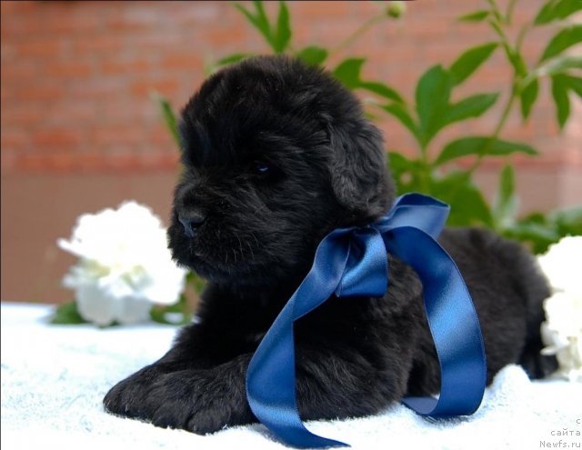 Фото: ньюфаундленд Сент Джонс Черчилль