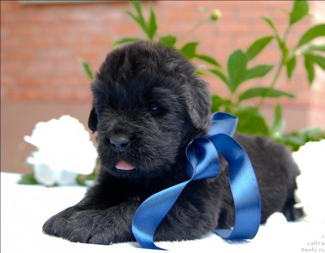 Фото: ньюфаундленд Сент Джонс Черчилль