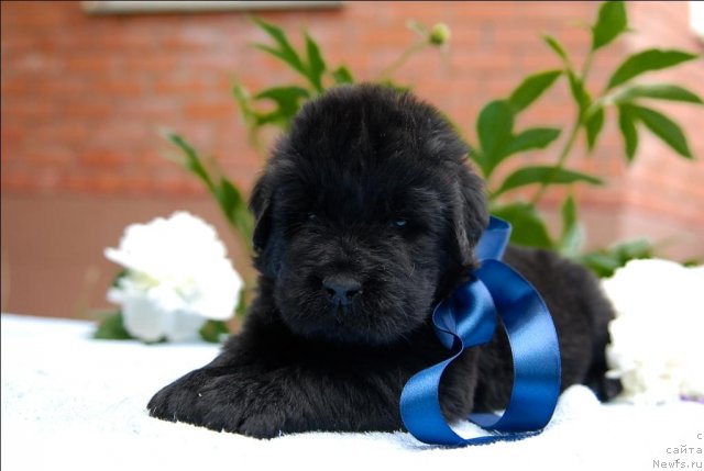 Фото: ньюфаундленд Сент Джонс Черчилль