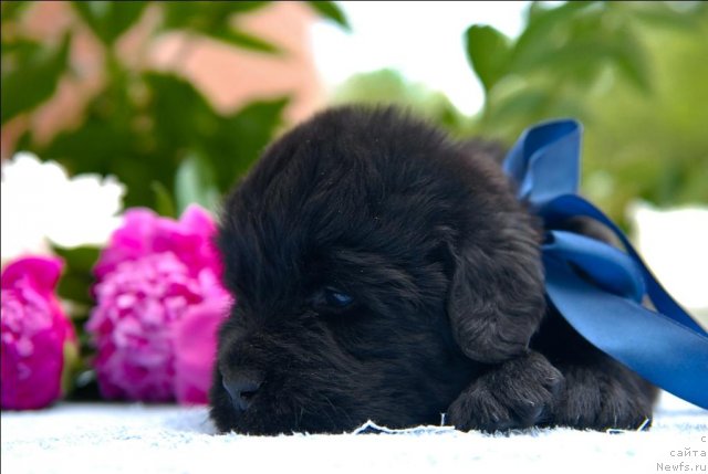 Фото: ньюфаундленд Сент Джонс Черчилль