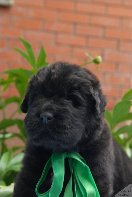 Фото: ньюфаундленд Сент Джонс Челенжер