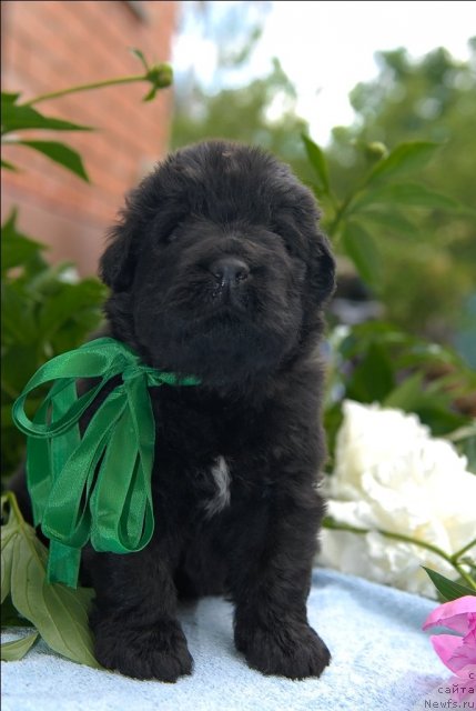 Фото: ньюфаундленд Сент Джонс Челенжер