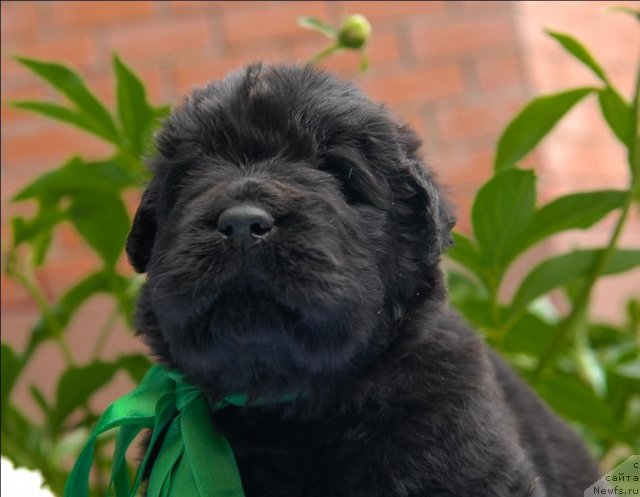 Фото: ньюфаундленд Сент Джонс Челенжер