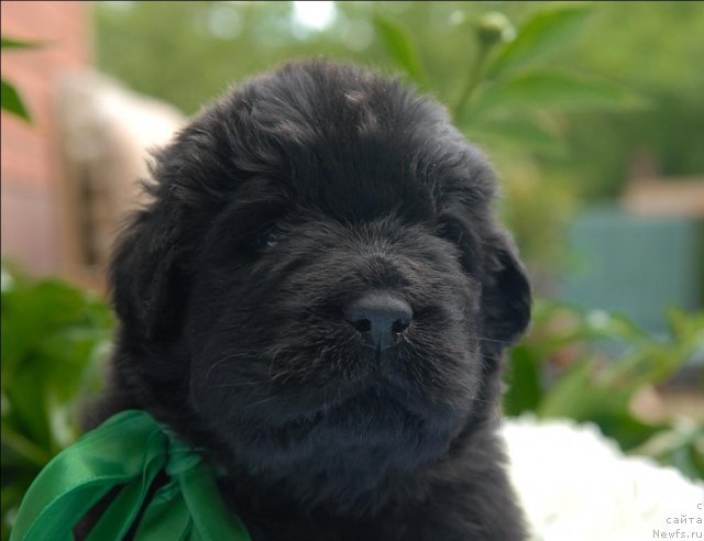 Фото: ньюфаундленд Сент Джонс Челенжер