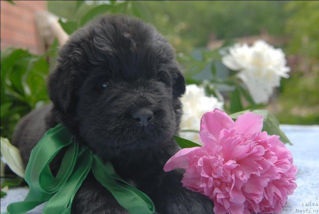 Фото: ньюфаундленд Сент Джонс Челенжер