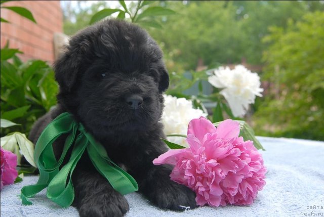 Фото: ньюфаундленд Сент Джонс Челенжер