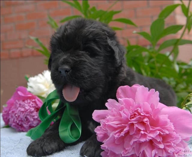 Фото: ньюфаундленд Сент Джонс Челенжер