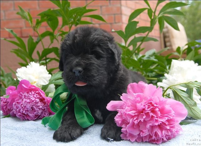 Фото: ньюфаундленд Сент Джонс Челенжер