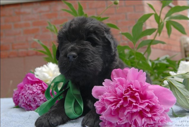 Фото: ньюфаундленд Сент Джонс Челенжер