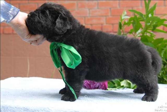 Фото: ньюфаундленд Сент Джонс Челенжер