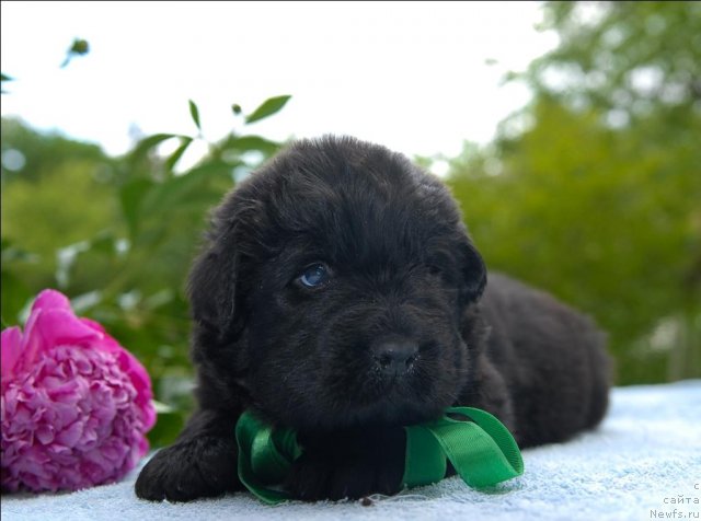 Фото: ньюфаундленд Сент Джонс Челенжер