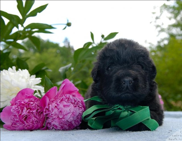 Фото: ньюфаундленд Сент Джонс Челенжер