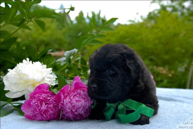 Фото: ньюфаундленд Сент Джонс Челенжер