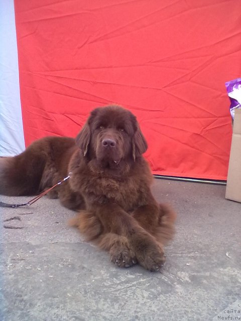 Фото: ньюфаундленд Черный Шарм Ангельская Красота (Chernyi Sharm Angel'skaya Krasota)