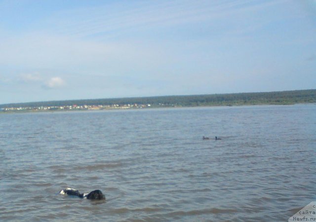 Фото: ньюфаундленд Кипер Соул Жемчужина Белая