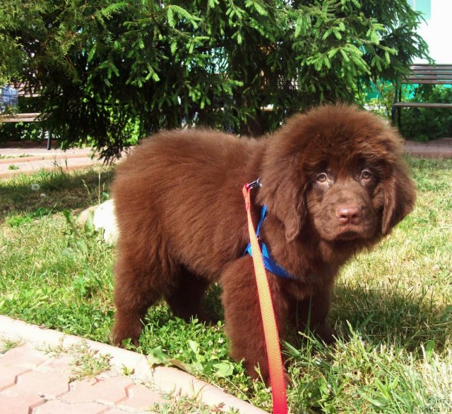 Фото: ньюфаундленд Жарден Обольститель