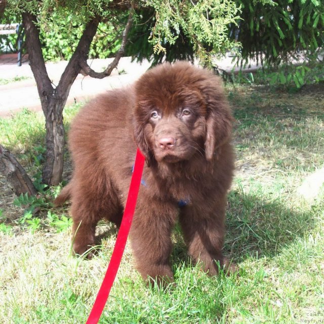 Фото: ньюфаундленд Жарден Обольститель