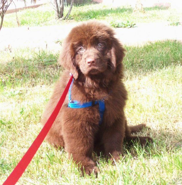 Фото: ньюфаундленд Жарден Обольститель