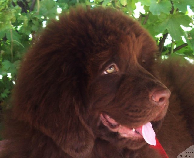 Фото: ньюфаундленд Жарден Обольститель