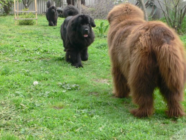 Фото: ньюфаундленд Веридан Звездный Путь, ньюфаундленд I'm Little Princess Midnight Bear, ньюфаундленд Аркадия Виват Арбона