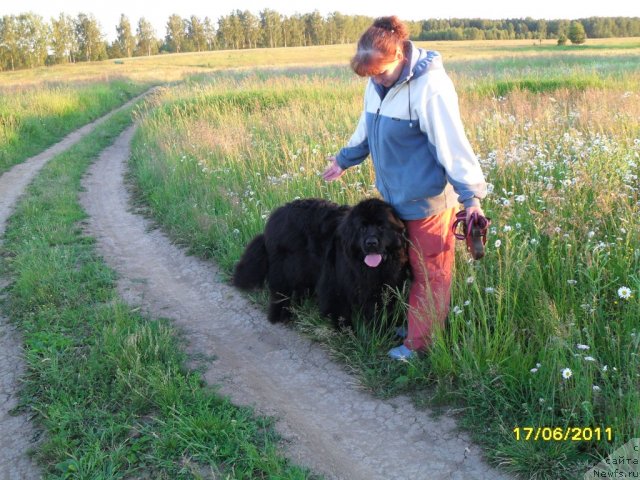 Фото: ньюфаундленд Топтыжка Диадема из Черного Жемчуга, Галина Афанасьева