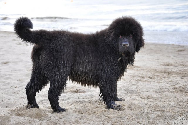 Фото: ньюфаундленд Сказочная Кроха Нериан