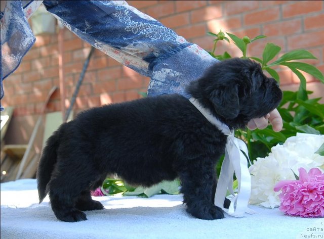Фото: ньюфаундленд Сент Джонс Челси