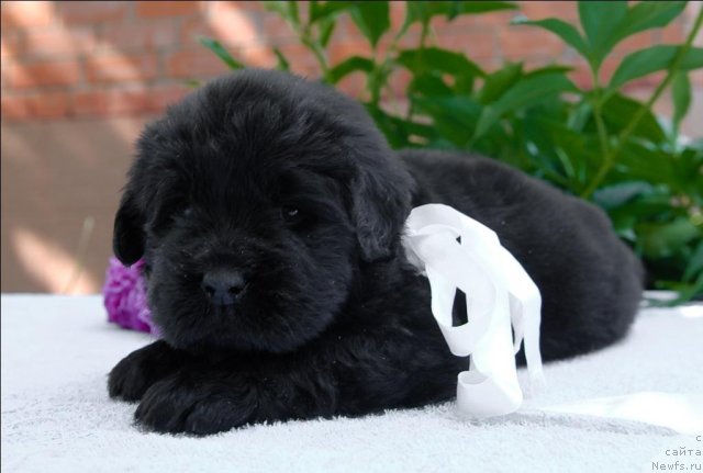 Фото: ньюфаундленд Сент Джонс Челси