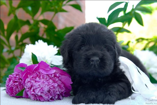 Фото: ньюфаундленд Сент Джонс Челси