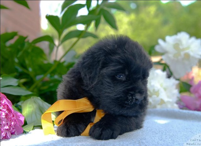 Фото: ньюфаундленд Сент Джонс Челеста