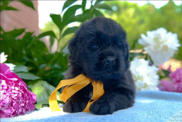 Фото: ньюфаундленд Сент Джонс Челеста