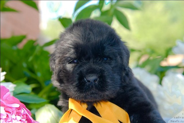 Фото: ньюфаундленд Сент Джонс Челеста